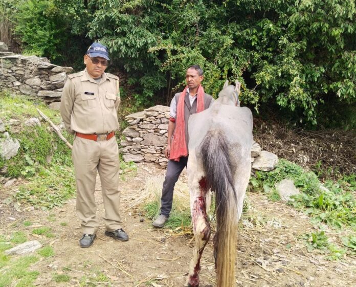 Big breaking: जखोली: लुठियाग खल्वा में गुलदार ने कलम सिंह मेहरा के घोड़े पर गोशाला में घुसकर किया जानलेवा हमला: देखें वीडियो - RAIBAR PAHAD KA