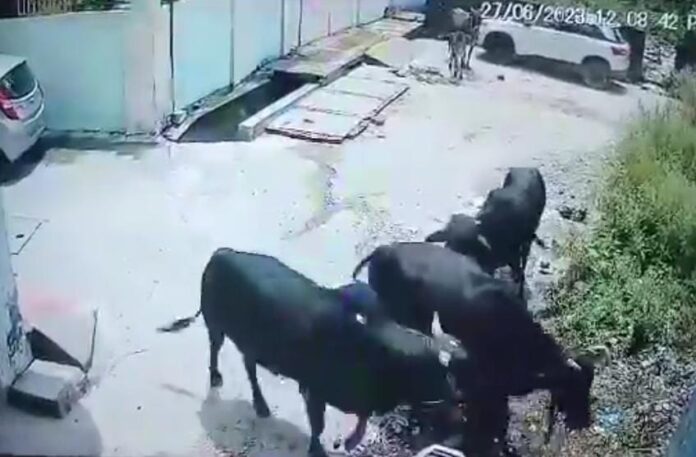 हरिद्वार में दिल दहलाने वाली घटना आई सामने सांडों के झुंड ने बच्चे पर किया जानलेवा हमला: देखें सीसीटीवी वीडियो - RAIBAR PAHAD KA