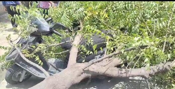 नगर निगम में तेज हवा के झोंके से टूटकर गिरा पेड़ पेड़ के नीचे दबी कई गडियां: देखें वीडियो - RAIBAR PAHAD KA