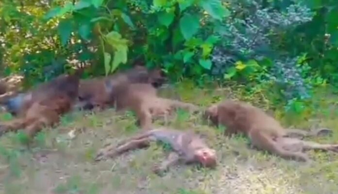 दुखद खबर: देहरादून में 17 बंदरों ने खाया जहर, कई बंदरों की तबीयत खराब: देखें वीडियो - RAIBAR PAHAD KA