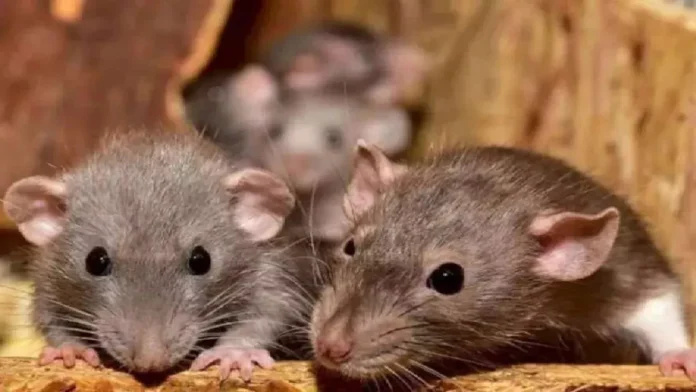 स्वास्थ्य विभाग की लापरवाही : मोर्चरी में रखे शव को चूहों ने कुतरा, परिजनों में आक्रोश - RAIBAR PAHAD KA